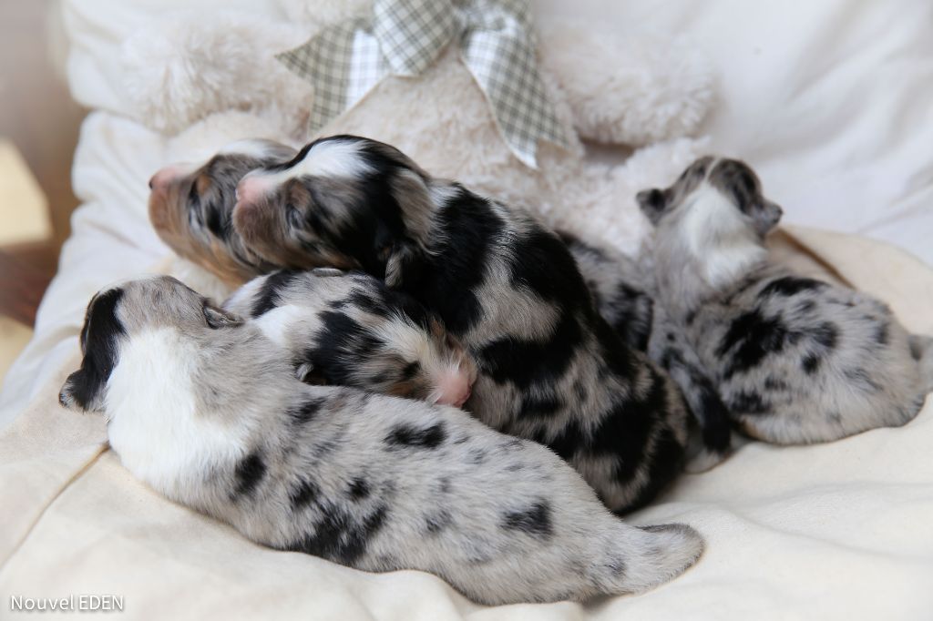 Les Bleu Merle_2025