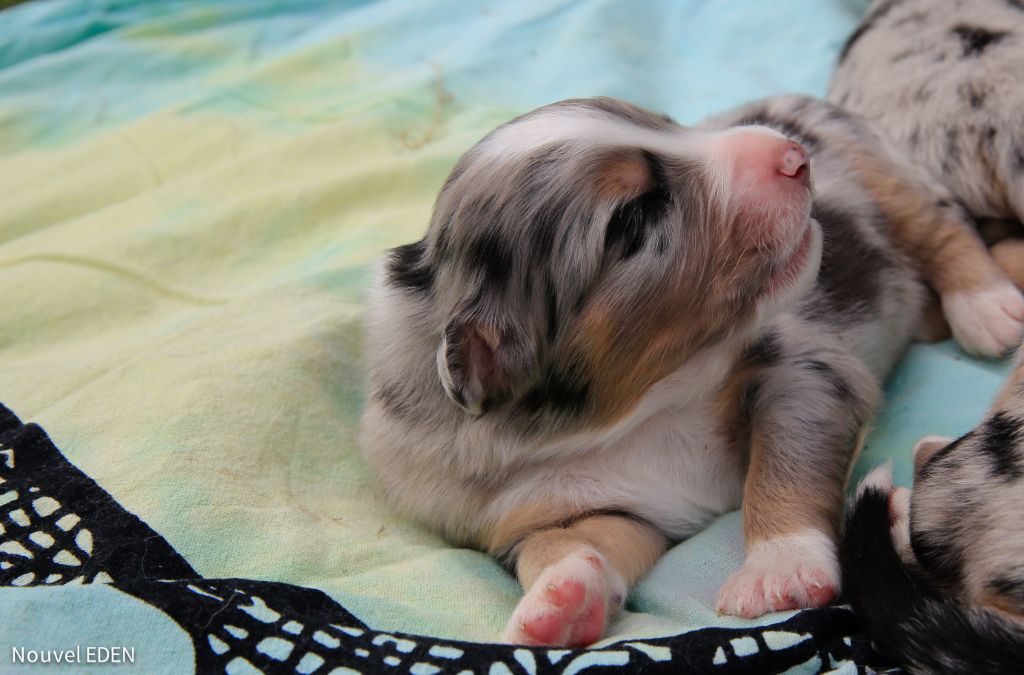 Nouvel Eden - Chiots disponibles - Berger Australien