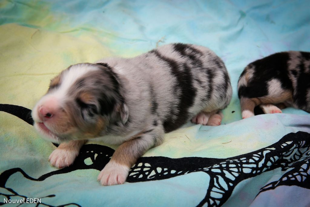 Nouvel Eden - Chiots disponibles - Berger Australien