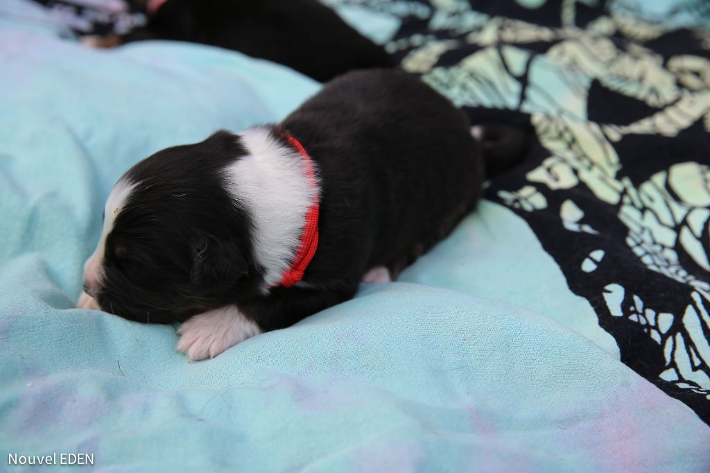Nouvel Eden - Chiots disponibles - Berger Australien