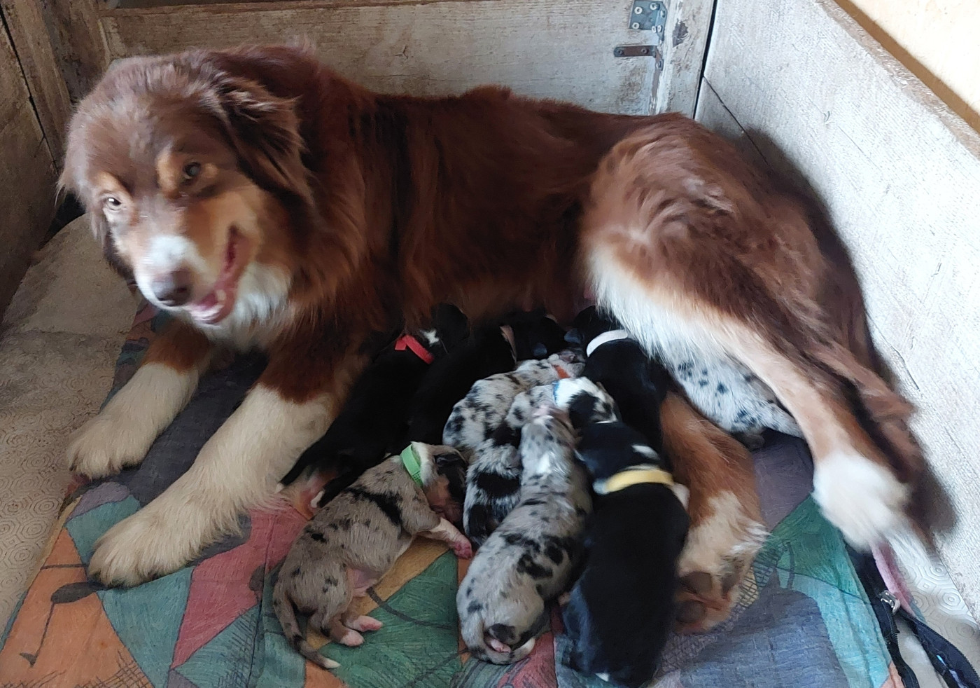 Chiot Berger Australien Nouvel Eden