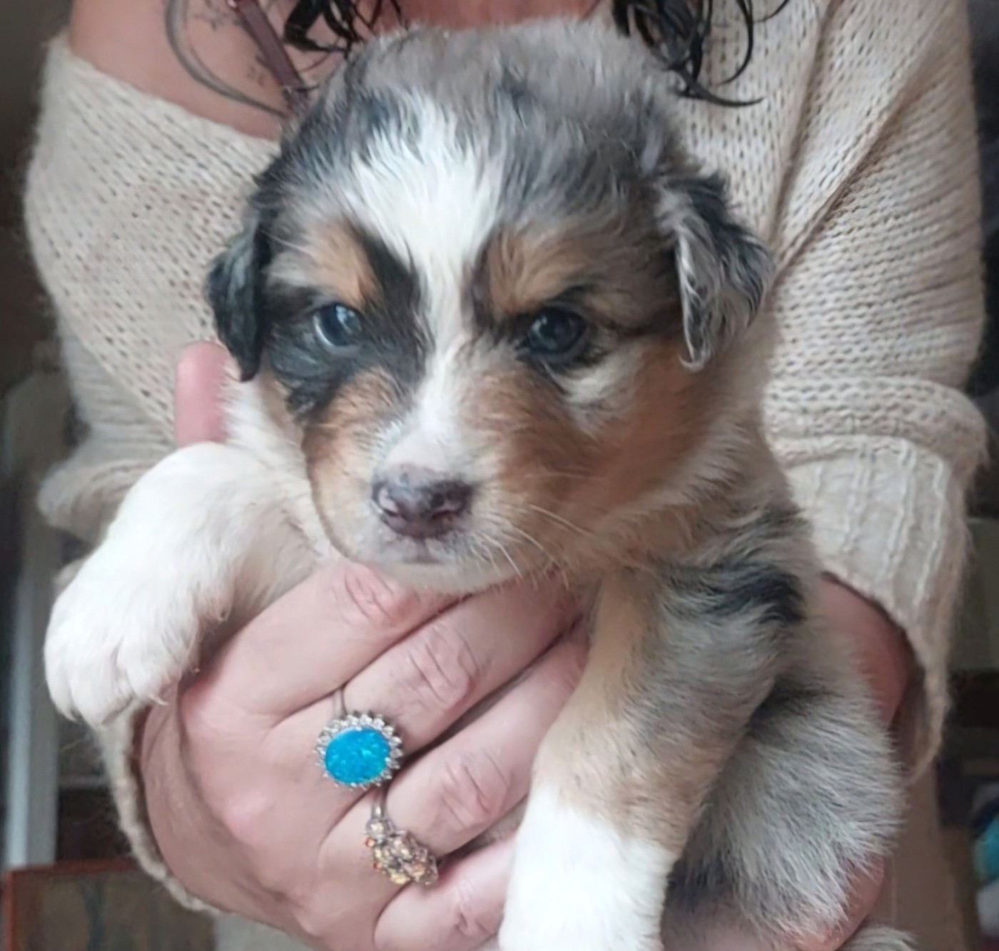 Nouvel Eden - Chiots disponibles - Berger Australien