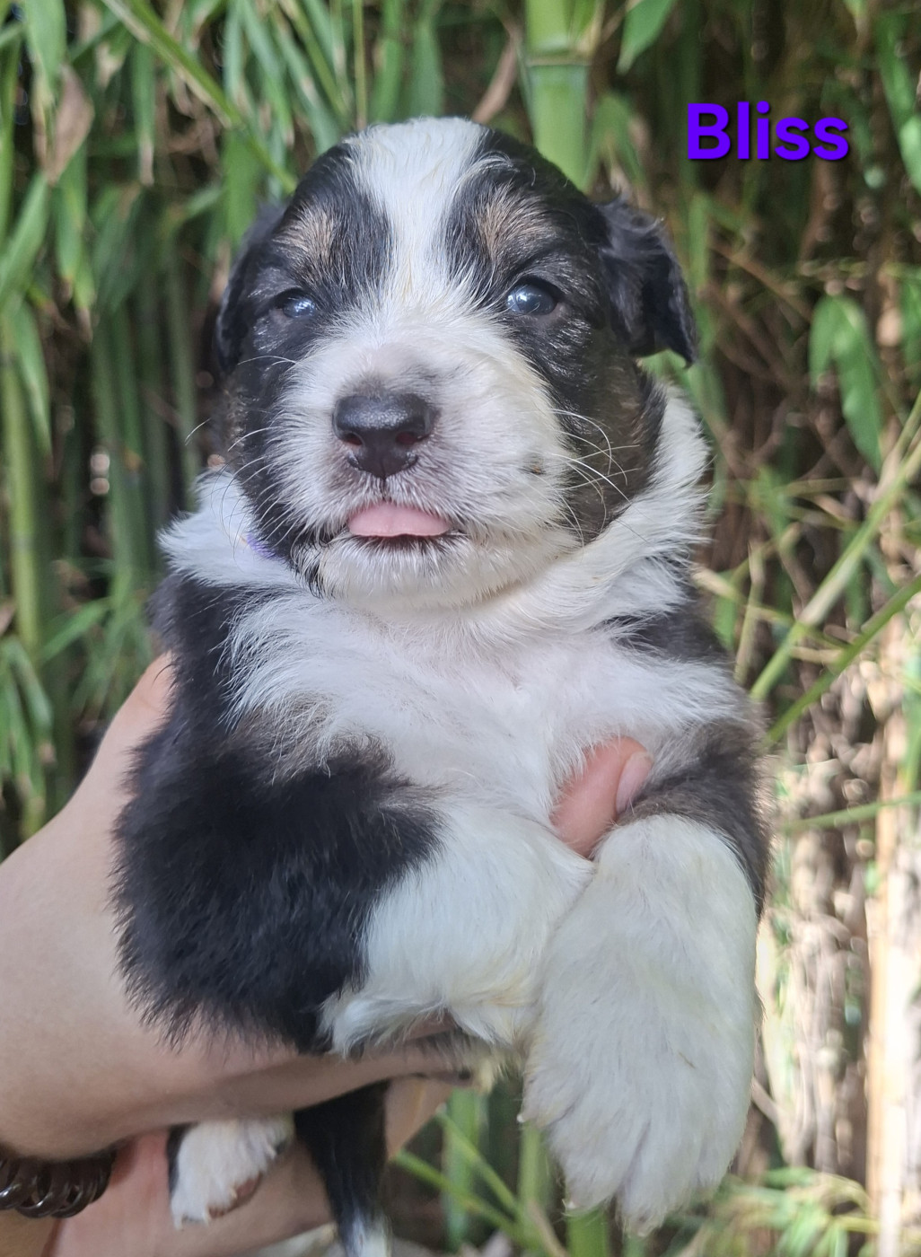 Nouvel Eden - Chiots disponibles - Berger Australien