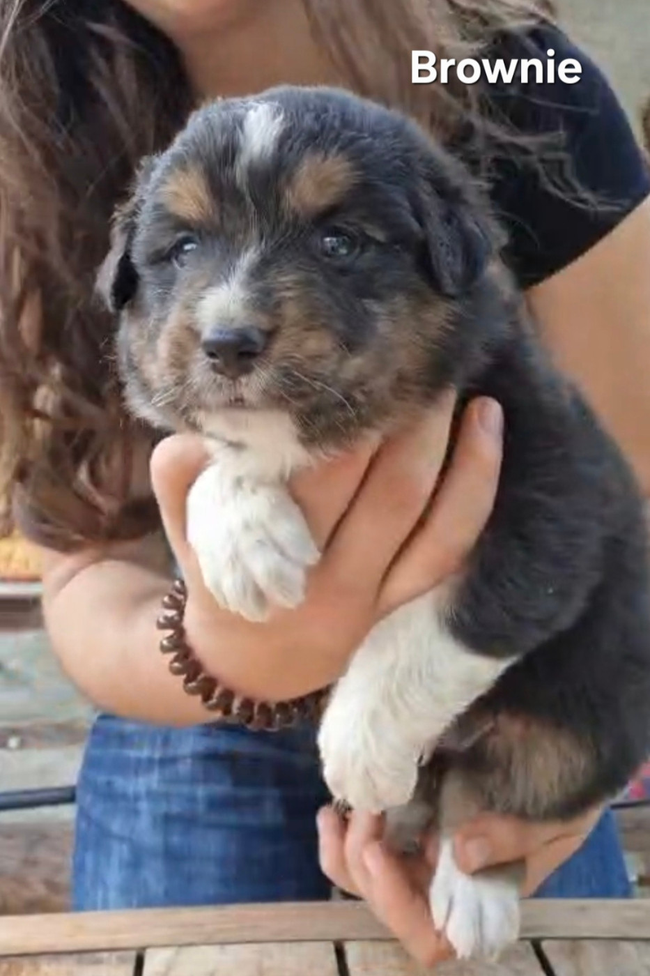 Nouvel Eden - Chiots disponibles - Berger Australien