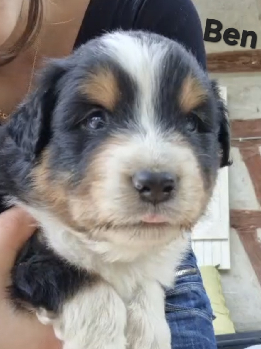 Nouvel Eden - Chiots disponibles - Berger Australien