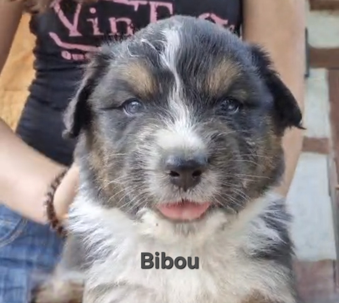 Nouvel Eden - Chiots disponibles - Berger Australien