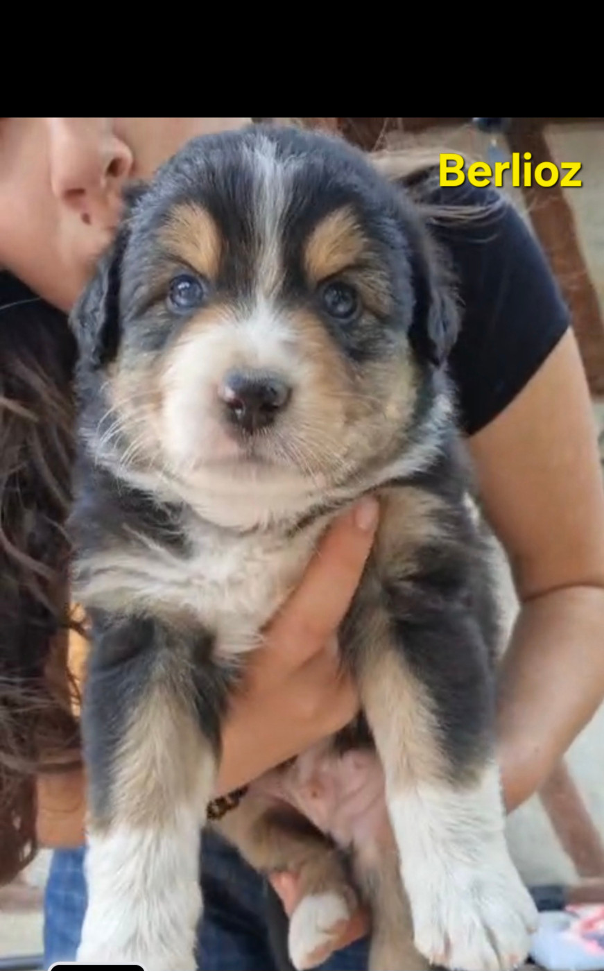 Nouvel Eden - Chiots disponibles - Berger Australien