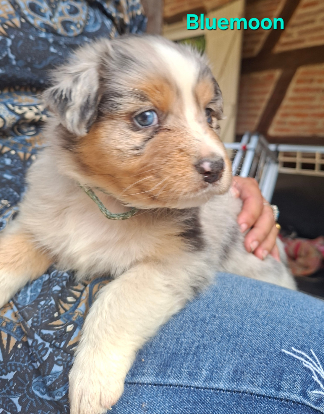Nouvel Eden - Chiots disponibles - Berger Australien