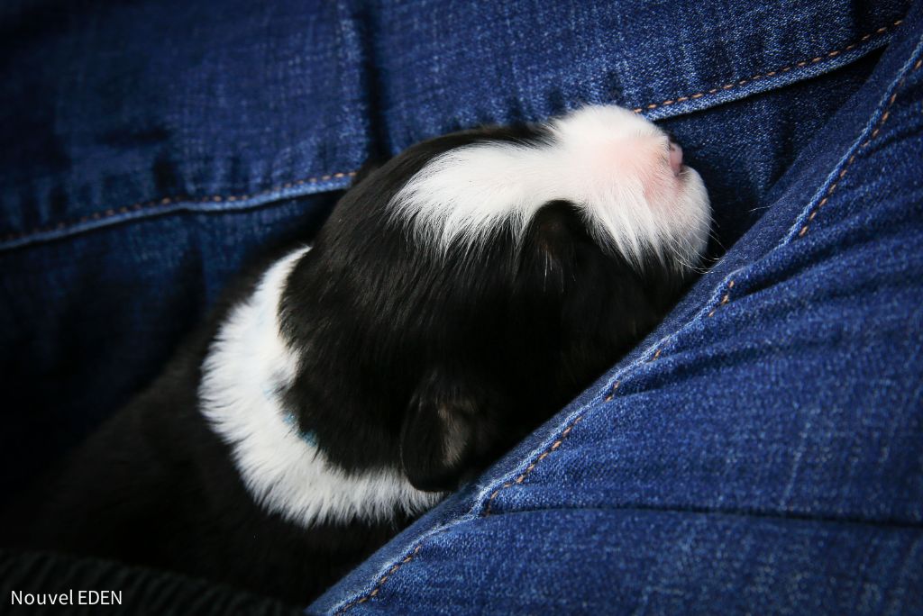 Nouvel Eden - Chiots disponibles - Berger Australien