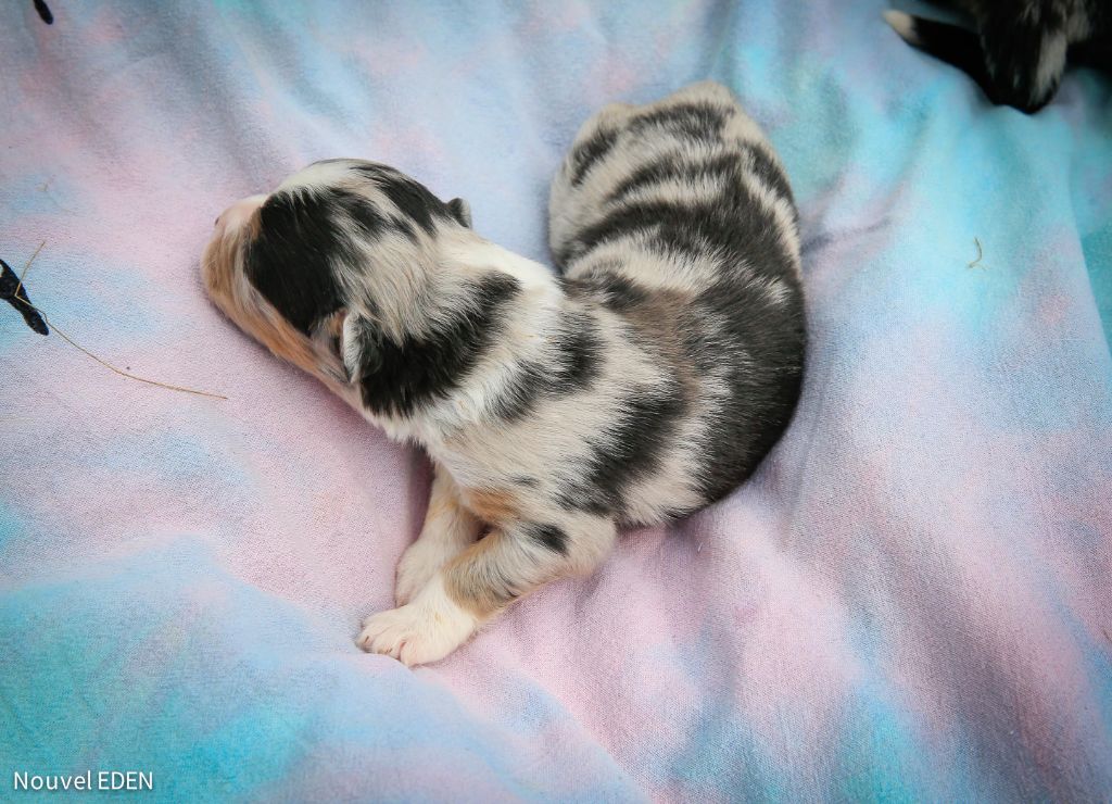 Nouvel Eden - Chiots disponibles - Berger Australien