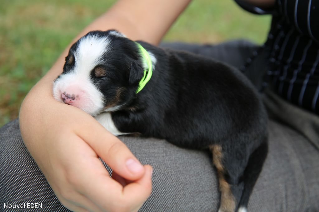 Nouvel Eden - Chiots disponibles - Berger Australien