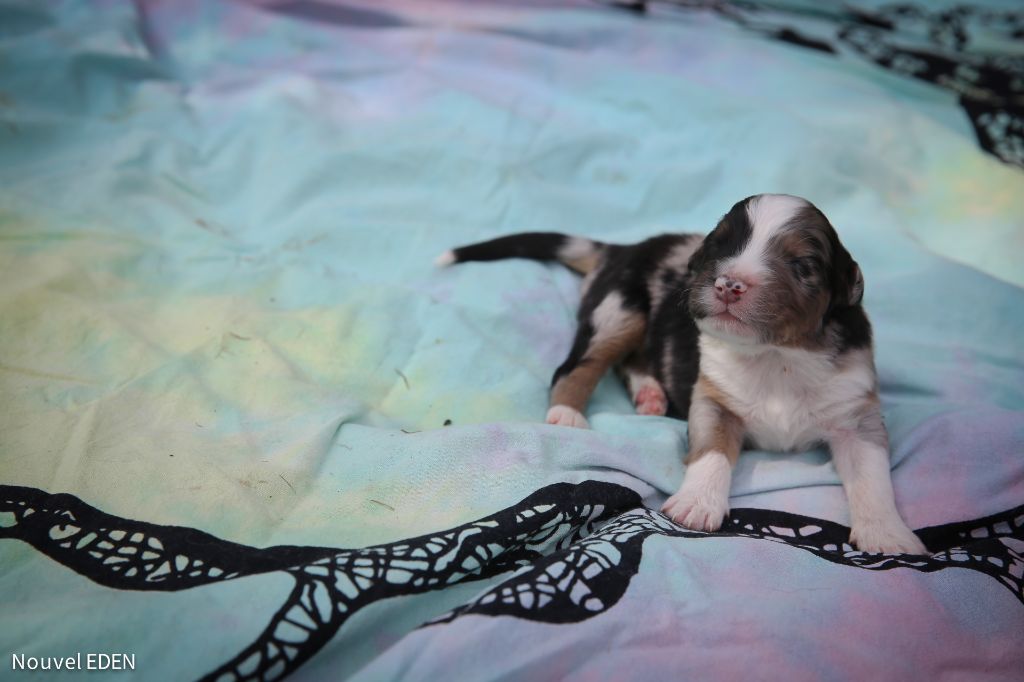 Nouvel Eden - Chiots disponibles - Berger Australien