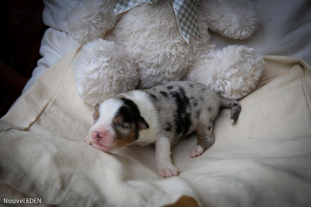 Nouvel Eden - Chiots disponibles - Berger Australien