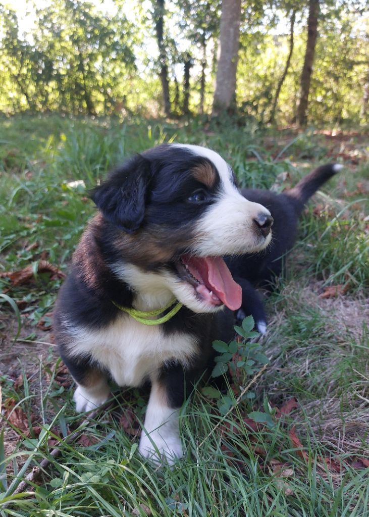 Nouvel Eden - Chiots disponibles - Berger Australien