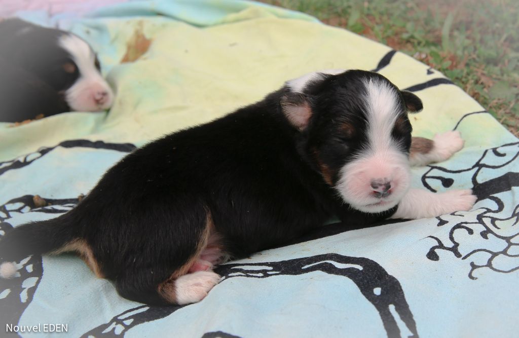 Nouvel Eden - Chiots disponibles - Berger Australien