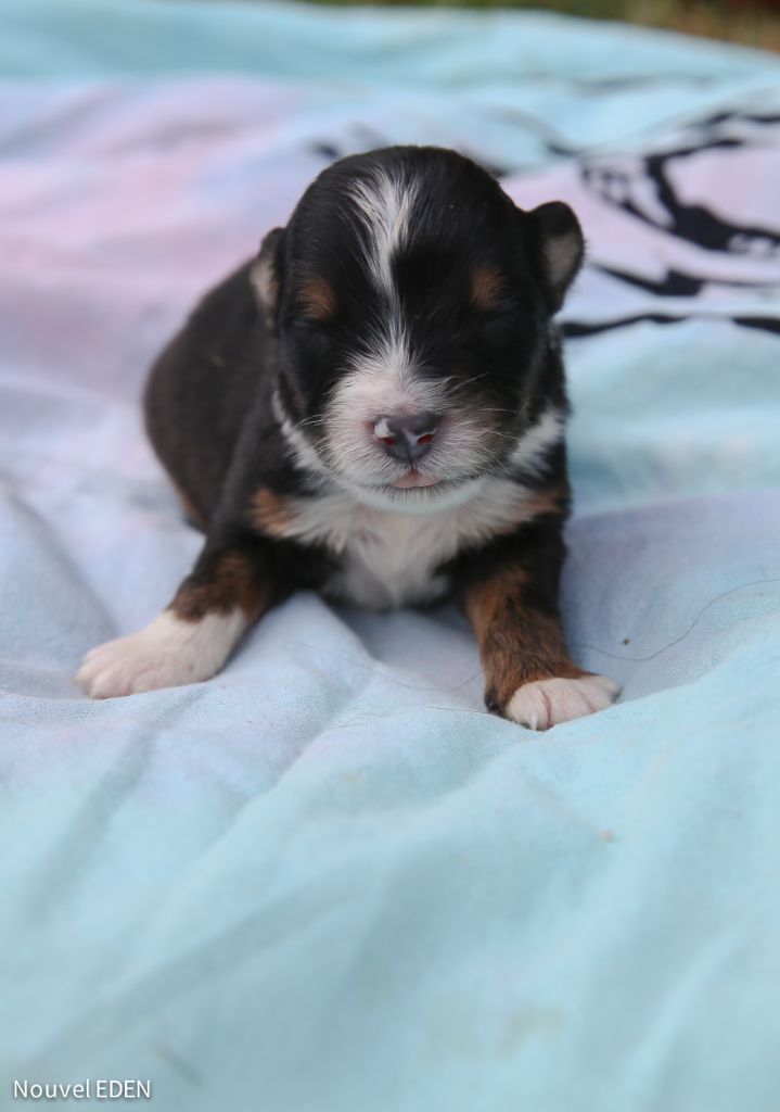 Nouvel Eden - Chiots disponibles - Berger Australien